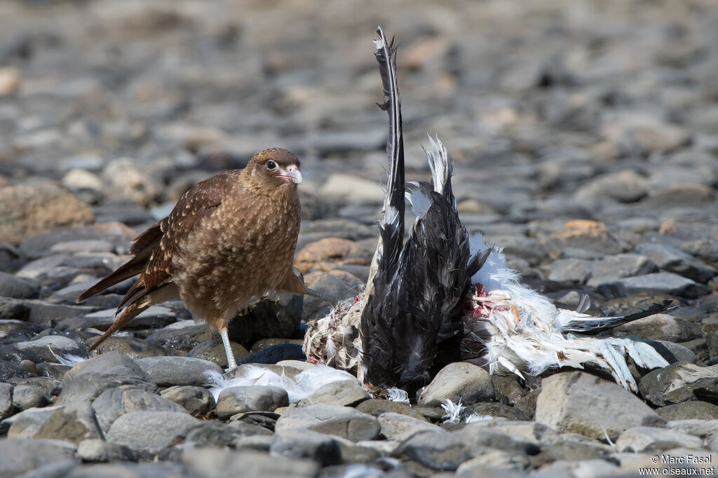 Chimango Caracara, identification, feeding habits, eats