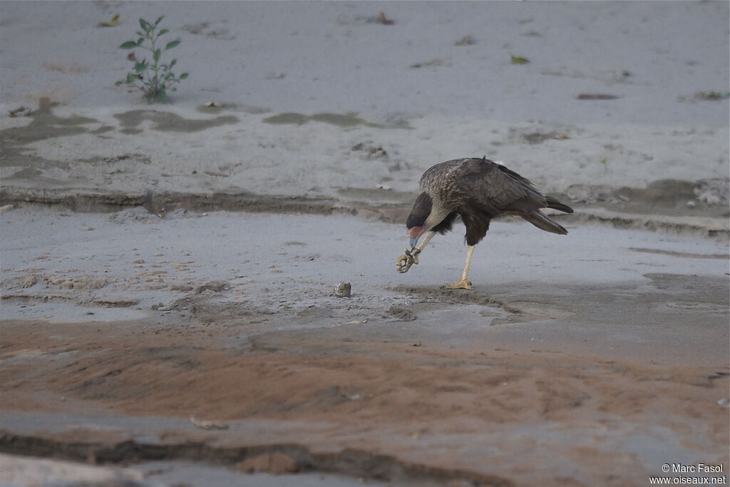 Southern Crested Caracaraadult, identification, feeding habits, Behaviour