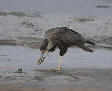 Crested Caracara