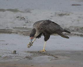 Caracara huppé