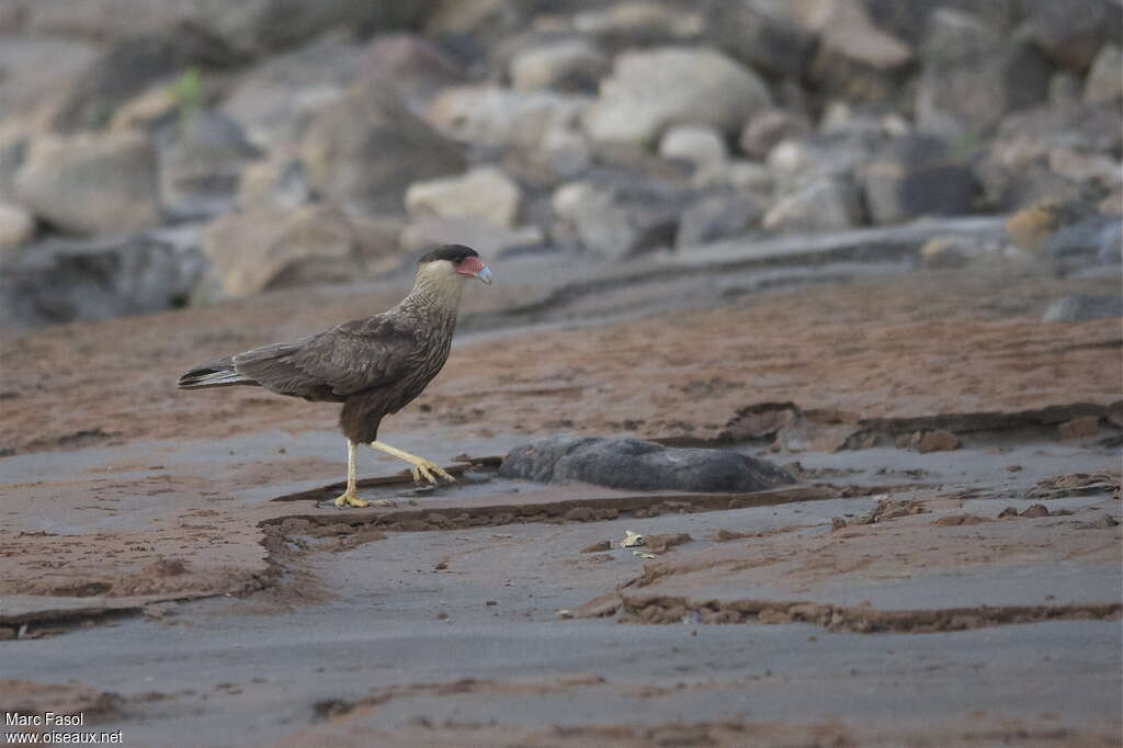 Southern Crested Caracaraadult, identification