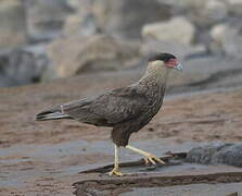 Southern Crested Caracara