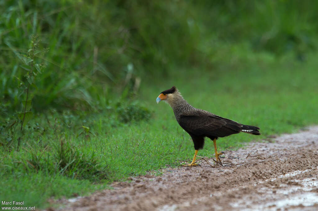 Crested Caracaraadult, identification, walking