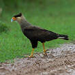 Caracara huppé