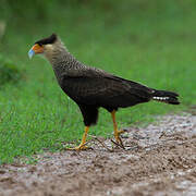 Southern Crested Caracara