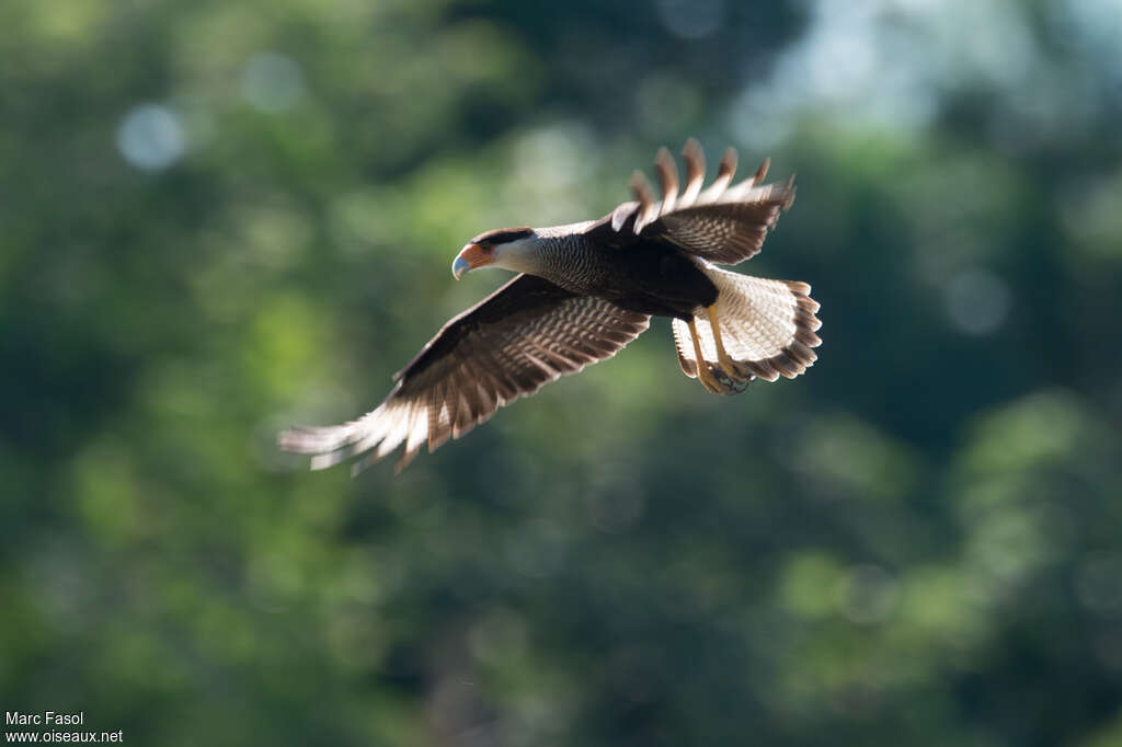 Crested Caracaraadult, Flight