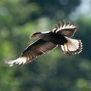 Caracara huppé