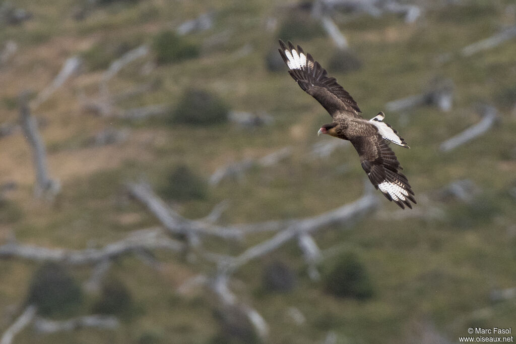 Crested Caracaraadult, Flight