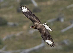 Crested Caracara