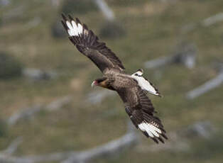 Caracara huppé