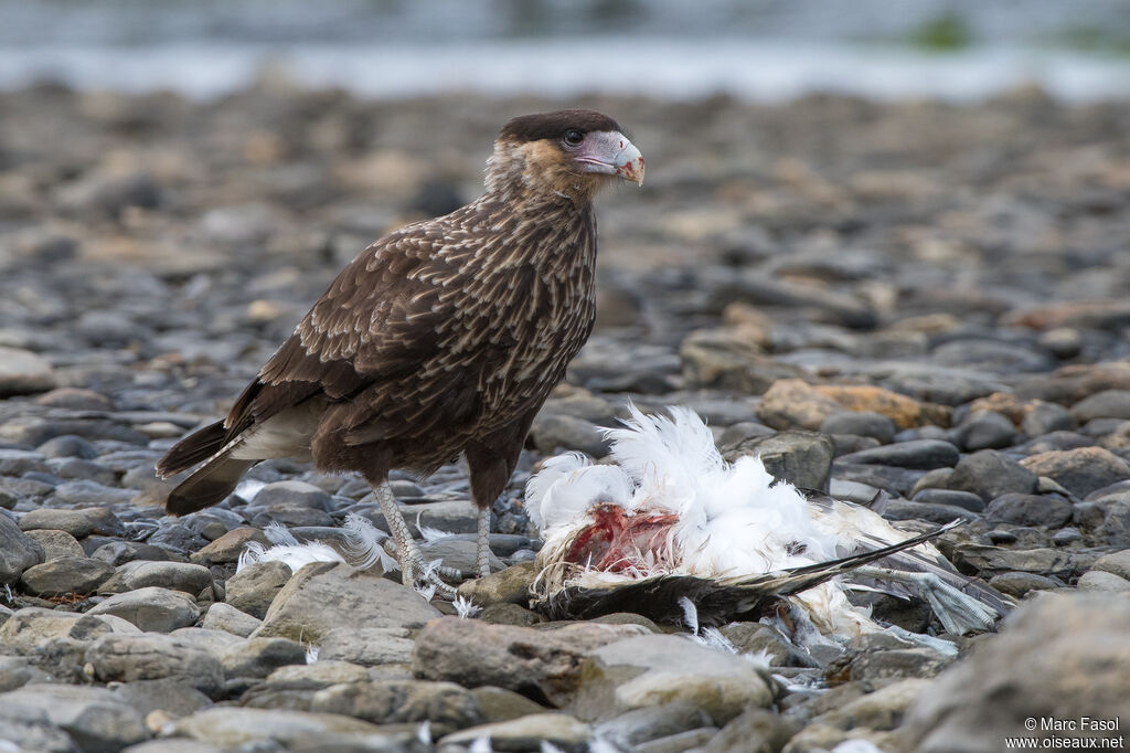 Caracara huppésubadulte, identification, régime, mange