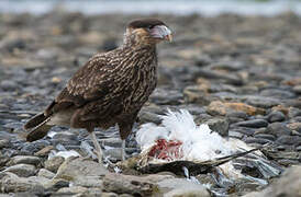 Caracara huppé