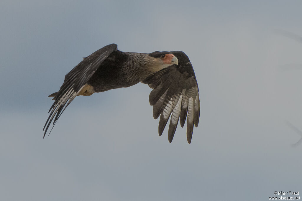 Crested Caracaraadult, Flight