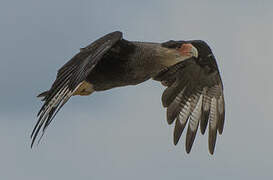 Southern Crested Caracara