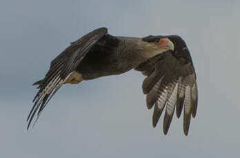 Caracara huppé