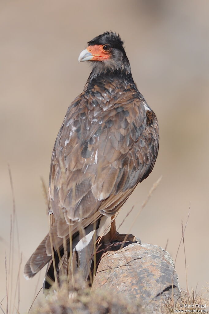 Caracara montagnardsubadulte, identification