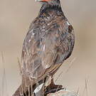 Caracara montagnard