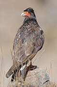 Mountain Caracara