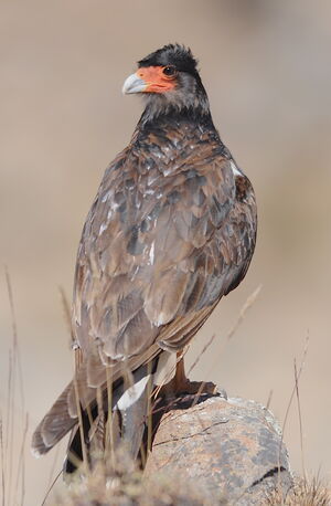 Caracara montagnard