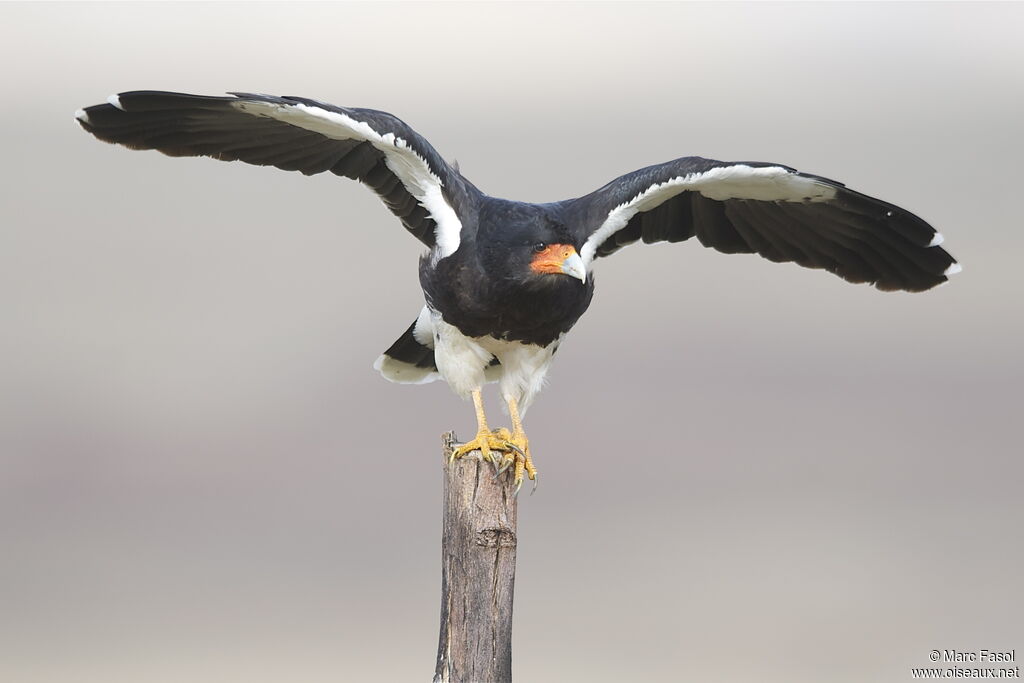 Caracara montagnardadulte, Vol