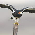 Caracara montagnard