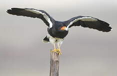 Caracara montagnard