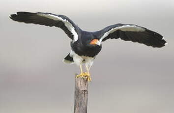 Caracara montagnard