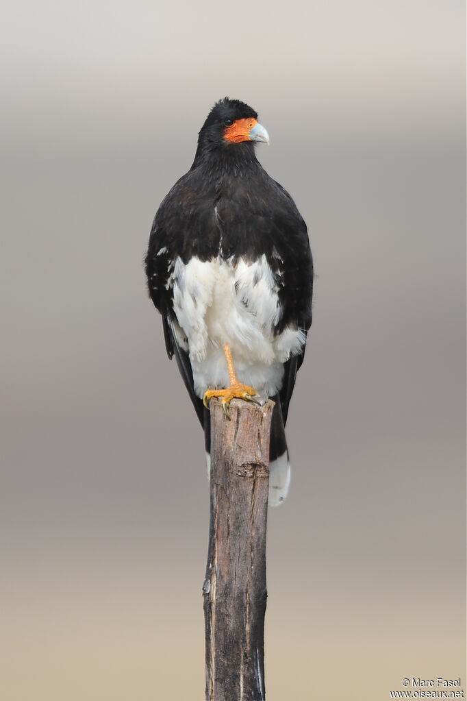 Mountain Caracaraadult, identification