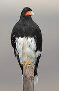 Mountain Caracara