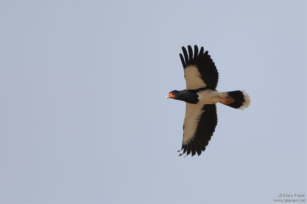 Mountain Caracaraadult, Flight