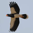 Caracara montagnard