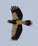 Caracara montagnard