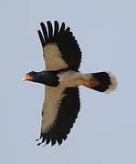 Mountain Caracara