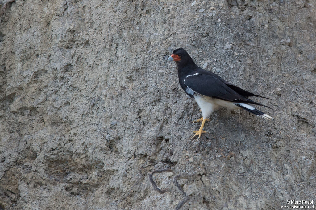 Caracara montagnardadulte, identification