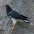 Caracara montagnard