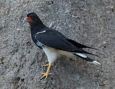 Mountain Caracara