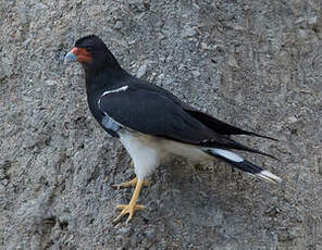 Caracara montagnard