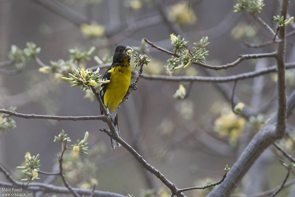 Black-backed Grosbeak male adult, habitat, pigmentation, feeding habits