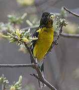 Black-backed Grosbeak