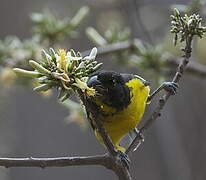 Black-backed Grosbeak