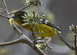 Black-backed Grosbeak