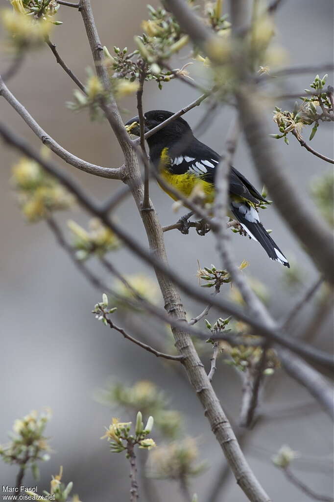 Black-backed Grosbeak male adult, pigmentation, feeding habits