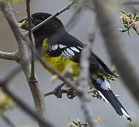 Black-backed Grosbeak