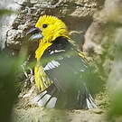 Cardinal à tête jaune