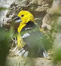 Cardinal à tête jaune