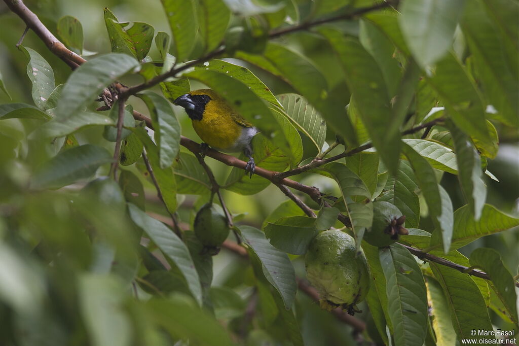 Black-faced Grosbeakadult, identification, feeding habits, Behaviour