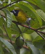 Black-faced Grosbeak