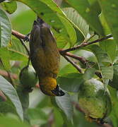 Black-faced Grosbeak