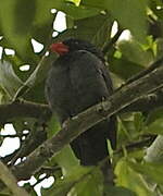 Slate-colored Grosbeak