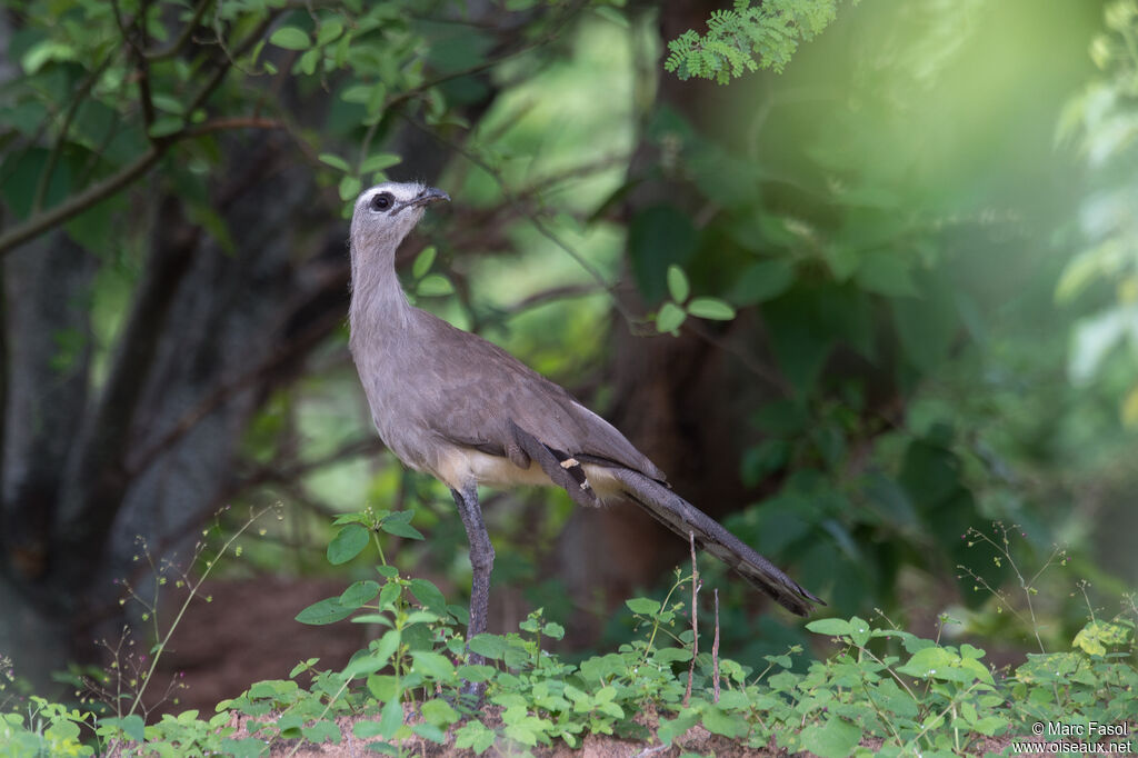 Black-legged Seriemaadult breeding